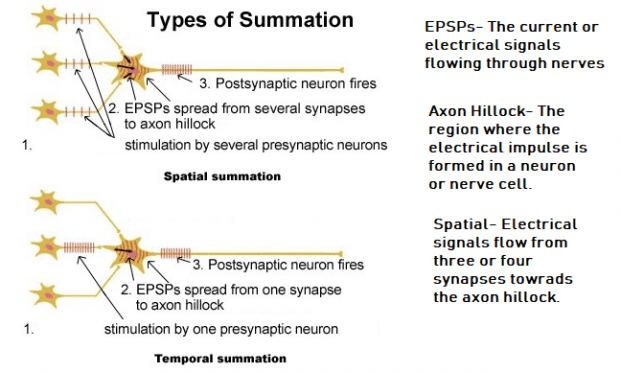 Spatial Summation