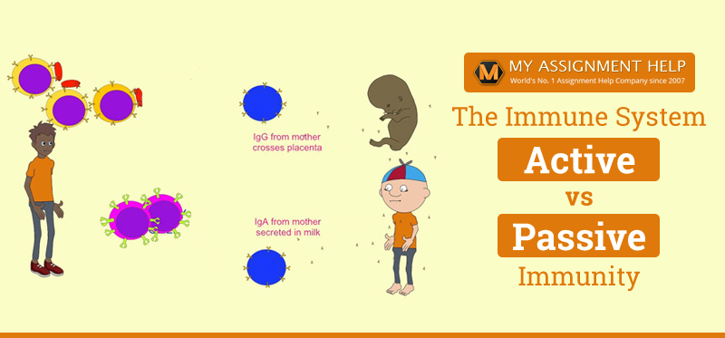Active vs Passive Immunity - What's the Difference?