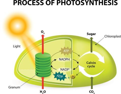 Process of Photosynthesis
