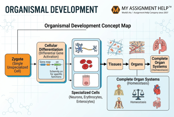 Organismal development in human starts from Zygote and follows though tissues, organs and full system