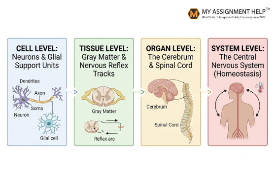 Different levels of muscle tissue.