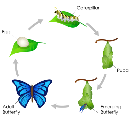 Diagram showing the butterfly life cycle from egg to adult.