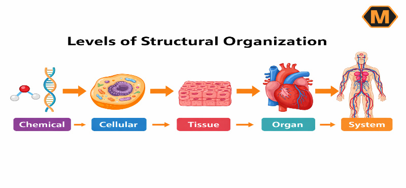 levels of structural organization in human anatomy from chemical to organ system diagram