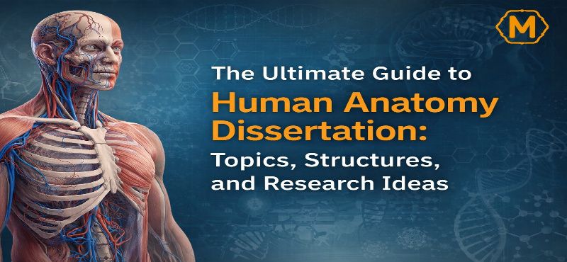 human anatomy dissertation topics guide with muscular system illustration for medical students