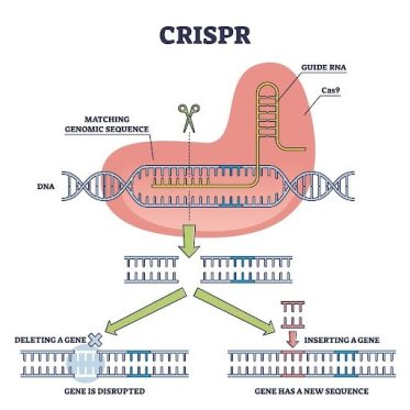 Diagram explaining the CRISPR gene-editing process, showing how guide RNA and the Cas9 enzyme target a matching DNA sequence to cut and modify genes